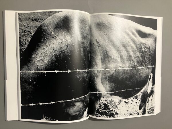 Light and Shadow - Daido Moriyama - Image 14