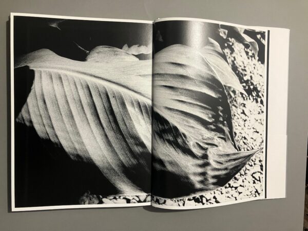 Light and Shadow - Daido Moriyama - Image 29