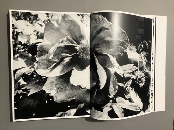 Light and Shadow - Daido Moriyama - Image 28