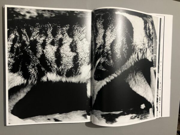 Light and Shadow - Daido Moriyama - Image 24