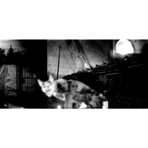 The cat - Le chat (tryptique)