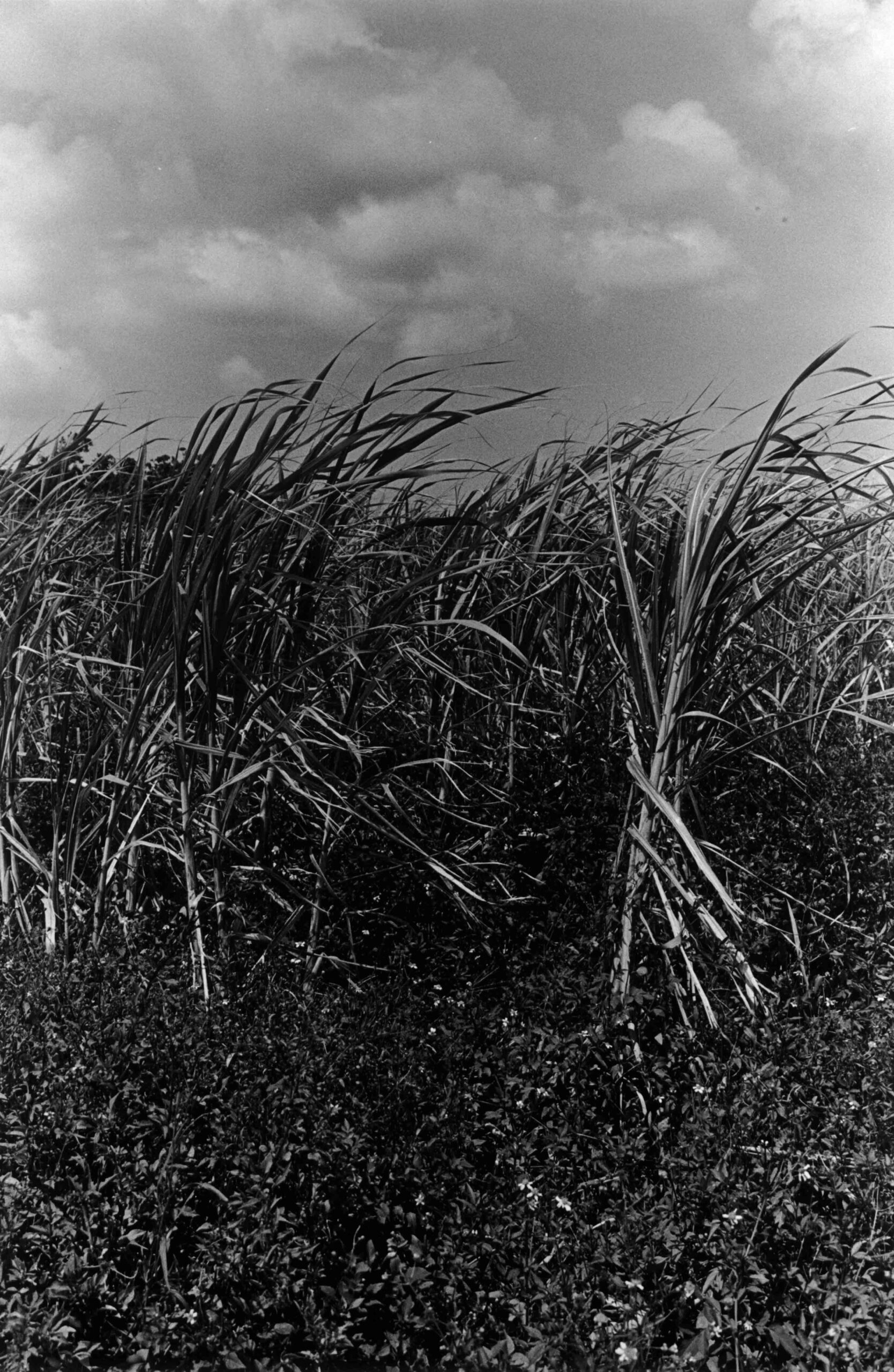 FUJIWARA-BHD-VOL31-VOL-12-15