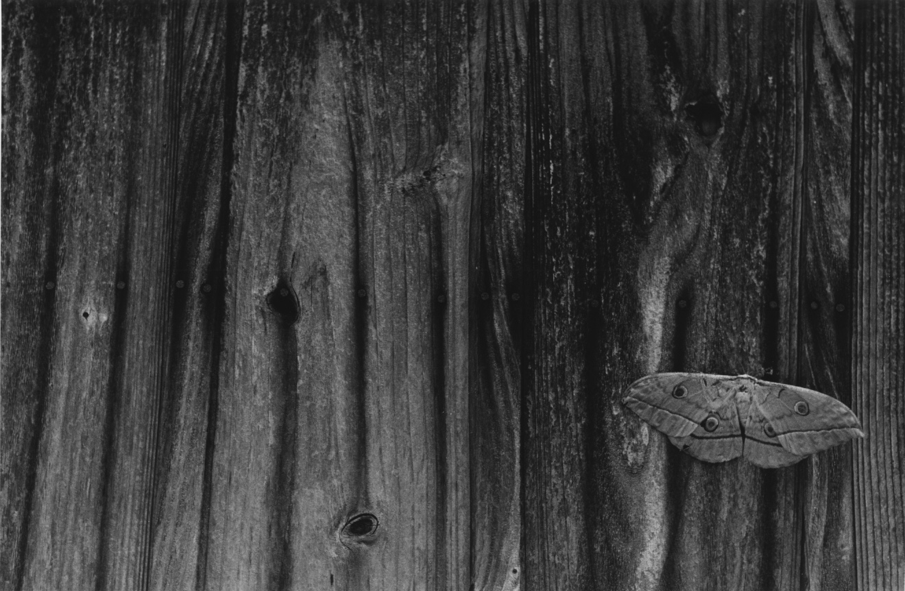 FUJIWARA-POETISLAND-VOL31-02