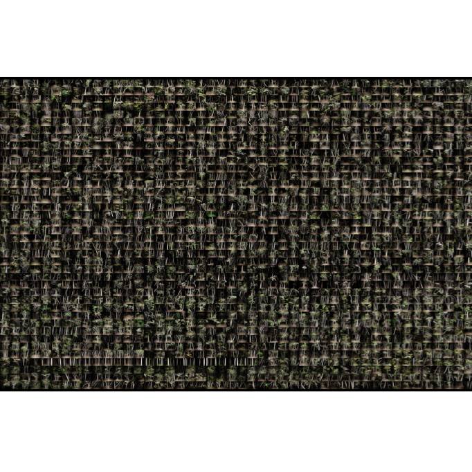 OFF REC VOL 4-Antoine dAgata - Jukai - Japon - 2014 - Serie Paradigmes 2016-001