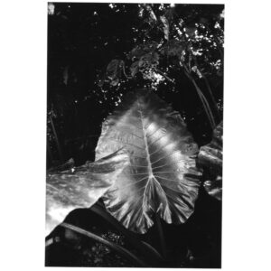 VOL 38 KURAMA BASEMENT PRINTS-10