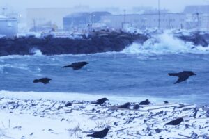 JP-NIGHT-5-CR078-003