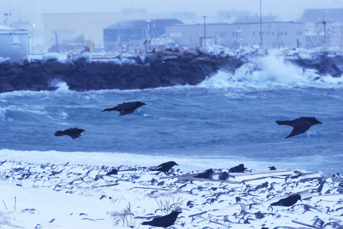 JP-NIGHT-5-CR078-003