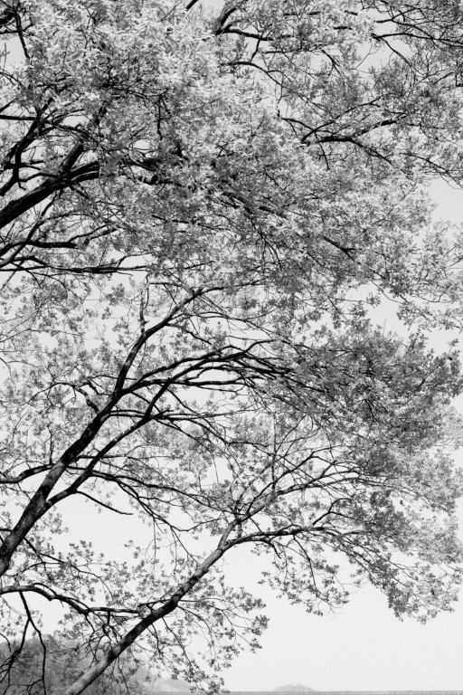 OFF REC VOL-12-LEE KI-WAN-A steady walker 2017-08-17