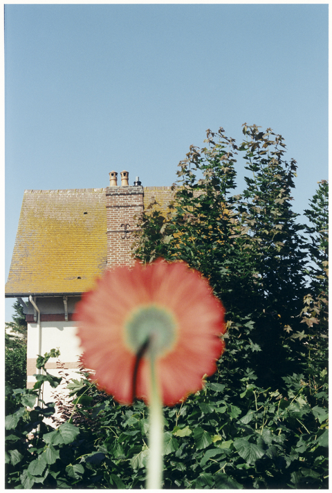 © 223_Gerbera at the Window_2025